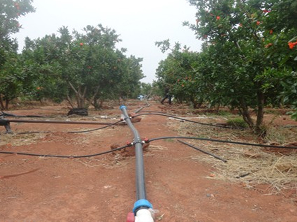 園（yuán）林綠化（huà）PE管